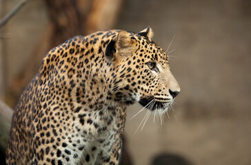 Leopard in nature looking to the left