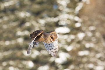 Barn Owl in flight over a snow-covered landscape
