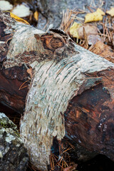 Tronco de un abedul en el arroyo de Sestil en la Sierra de Guadarrama. Madrid. España. Europa