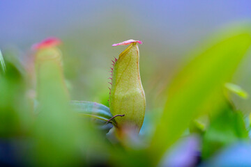 Nepenthes rafflesiana in Thailand.