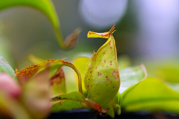 Nepenthes rafflesiana in Thailand.