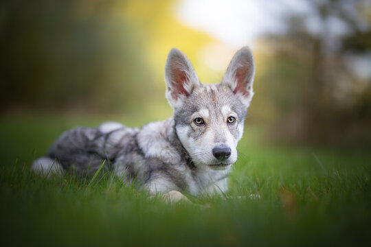 Saarloos wolf dog puppy