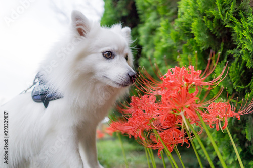 日本スピッツ 白い犬 Spitz 小型犬 Wall Mural Wallpaper Murals 直哉 竹並