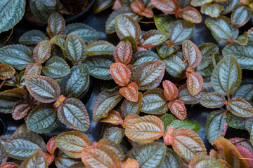 purple leaves background texture bright colours intensive