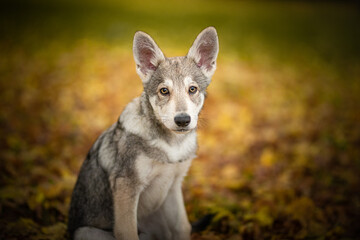 Saarloos wolf dog autumn color leafs