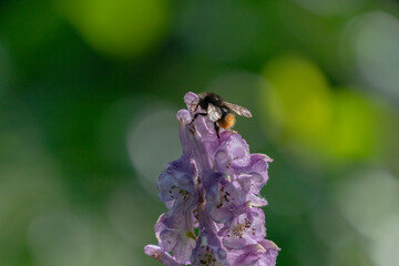 Fototapeta premium Bumblebee ( Apidae)