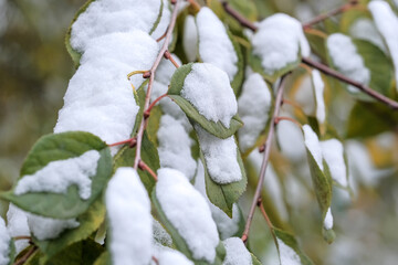 Autumn photo sketching the first snow