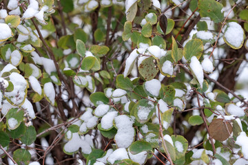 Autumn photo sketching the first snow