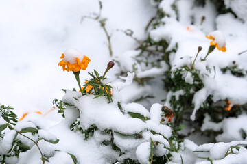 Autumn photo sketching the first snow