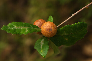 Oak Marble Galls on an oak twig - Andricus kollari