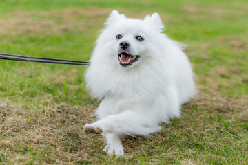日本スピッツ 白い犬 spitz 小型犬