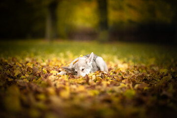 Saarloos wolf dog autumn color leafs