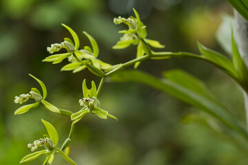 Black Orchid Flowers