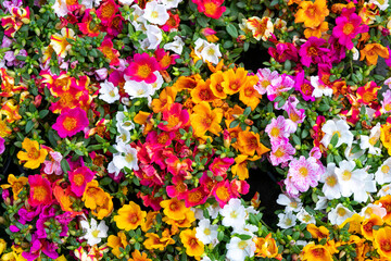 flowers wallpaper background in the gardens