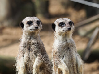 Two Cute Meerkats