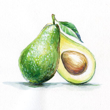 avocado drawn in watercolor and pencil