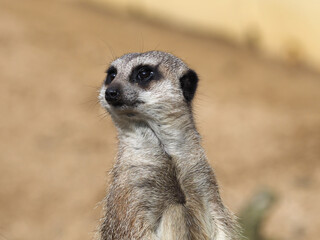 Fototapeta premium Cute Meerkat