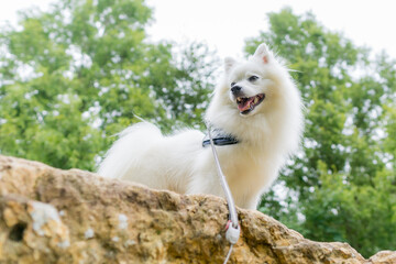 日本スピッツ 白い犬 spitz 小型犬