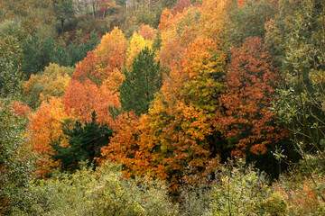 Autumn colors in an urban park