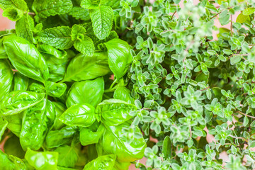 Close-up photo of italian herbs, basil and oregano.