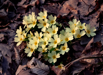 Primeln, Primula vulgaris