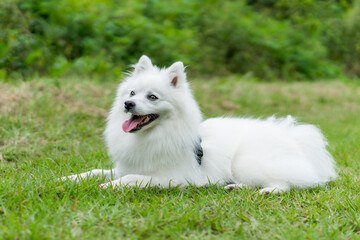 日本スピッツ 白い犬 spitz 小型犬