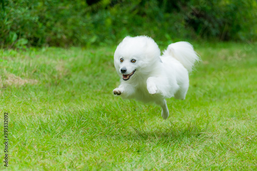 日本スピッツ 白い犬 Spitz 小型犬 Animal Wall Mural Anim Tadogami