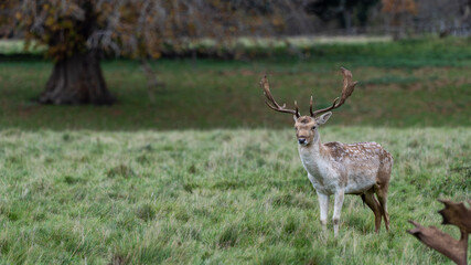 Naklejka na ściany i meble Deer at Charlecote Park, Warwickshire