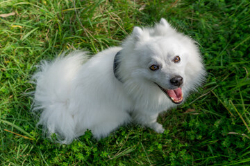 日本スピッツ 白い犬 spitz 小型犬