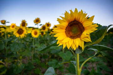 Flowering yellow sunflower field over cloudy blue sky and bright sun lights with one sunflower from close