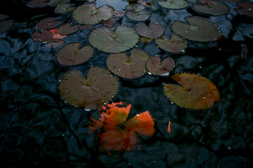 autumn leaves on the water