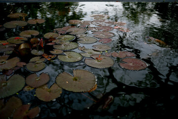water lilies in the pond