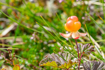 Cloudberry (Rubus chamaemorus9