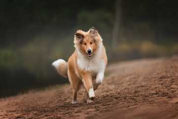 Collie puppy on beach