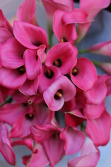 Many blooming pink callas flowers. A bouquet of pink callas lies. Beautiful bouquet of tender flowers.