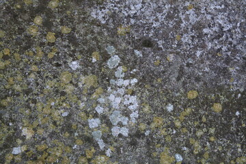 Texture, muri, legno, corteccia, metalli