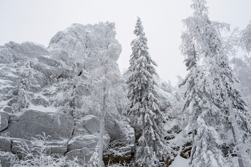snow covered trees