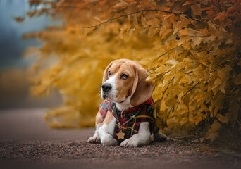 beagle puppy in autumn park
