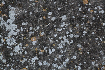 Texture, muri, legno, corteccia, metalli