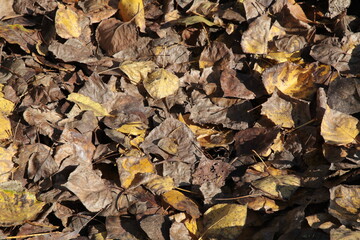 Texture, muri, legno, corteccia, metalli