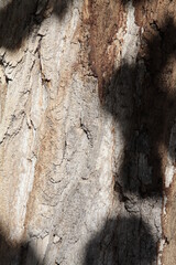 Texture, muri, legno, corteccia, metalli