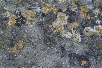 Texture, muro, foglie, corteccia, metallo