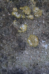 Texture, muro, foglie, corteccia, metallo
