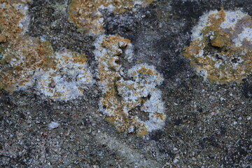 Texture, muro, foglie, corteccia, metallo