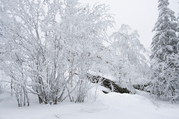 snow covered trees