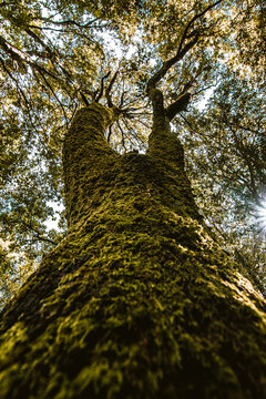 Foresta