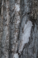 Texture, muro, foglie, corteccia, metallo