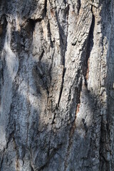 Texture, muro, foglie, corteccia, metallo