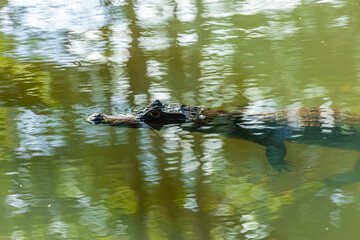 Animal of Costa Rica