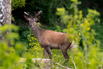 Rothirsch, Cervus elaphus, im Wald